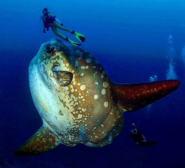 Mola Mola Season Nusa Penida
