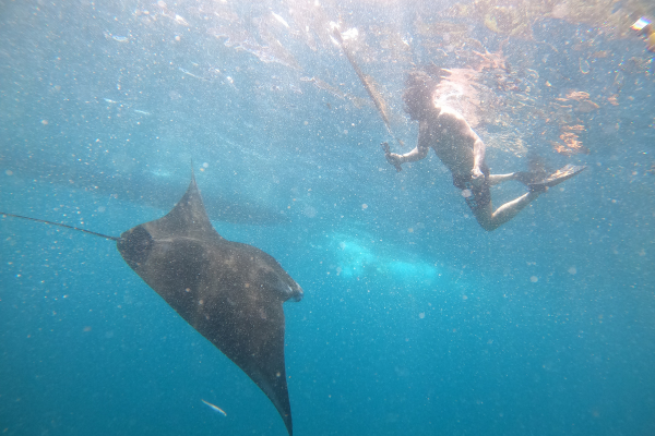 snorkeling with manta ray