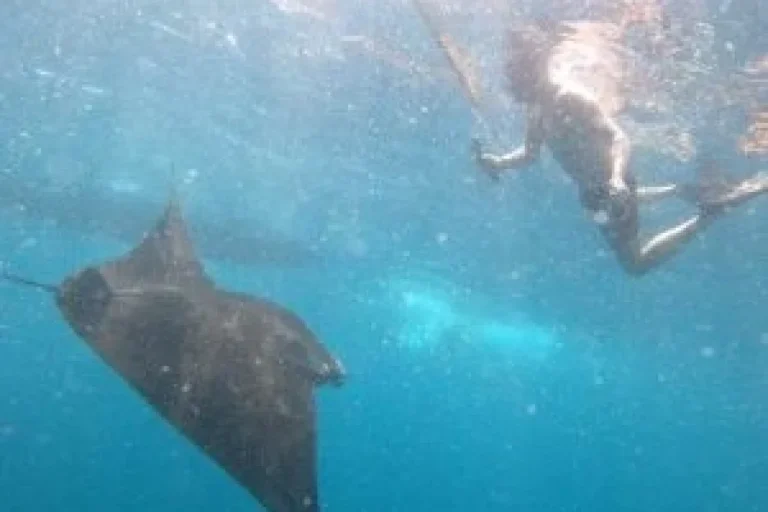 Nusa Penida Snorkeling Trip – Swim with Manta Rays in One Day
